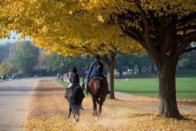 hyde park stables