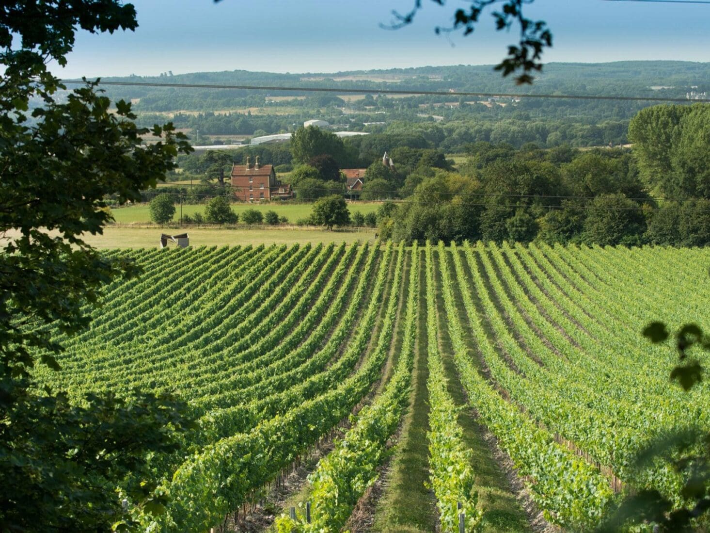 best uk vineyards