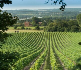 best uk vineyards