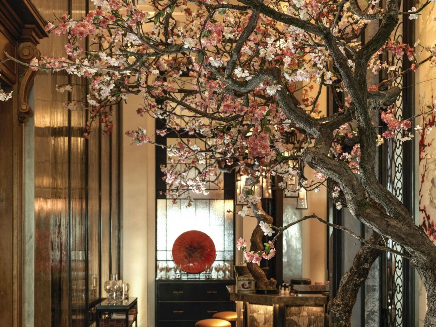 cherry blossom