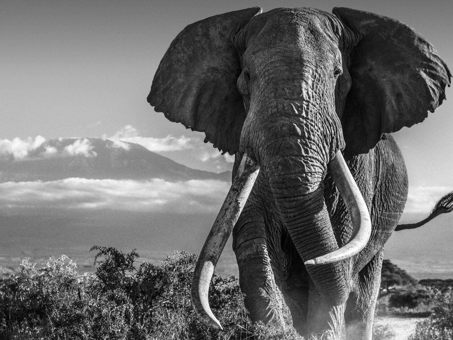 david yarrow photographer