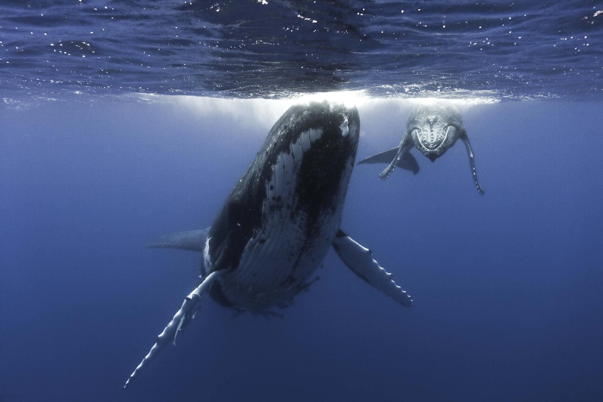 HUMPBACK MOTHER & CALF_TONGA_ PHOTO COURTESY OF GEORGE DUFFIELD