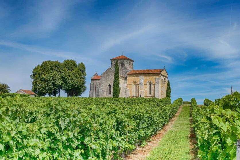 cognac vineyard