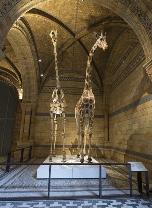 natural history museum