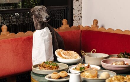 kricket dog-friendly restaurants
