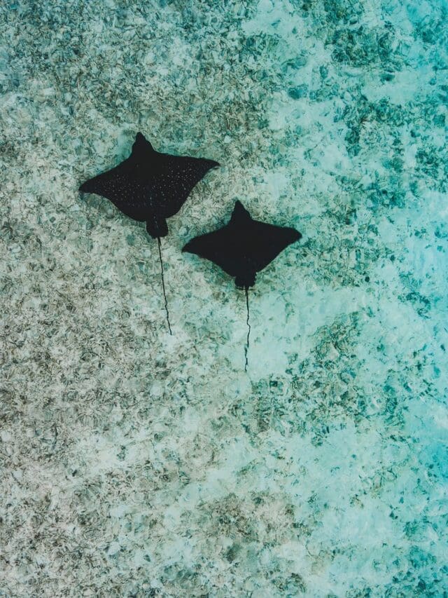 maldives sting rays