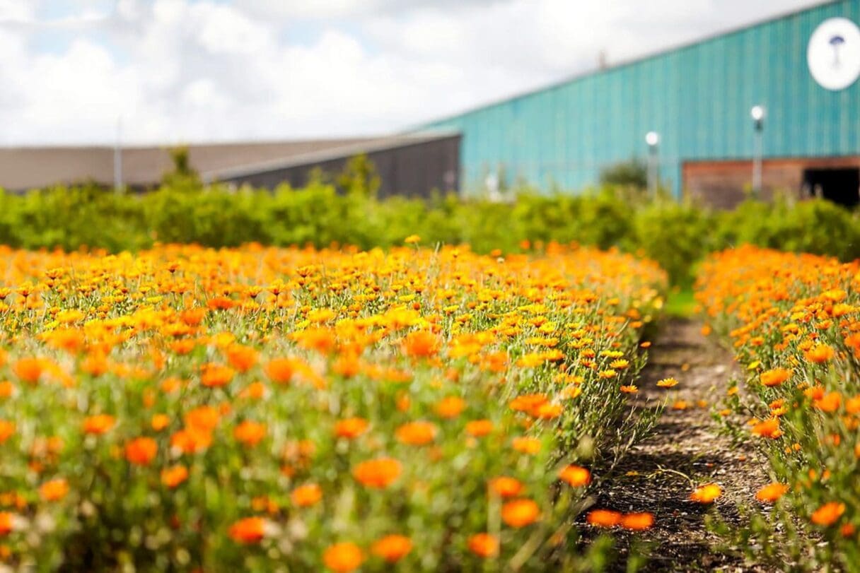 neal's yard remedies farm