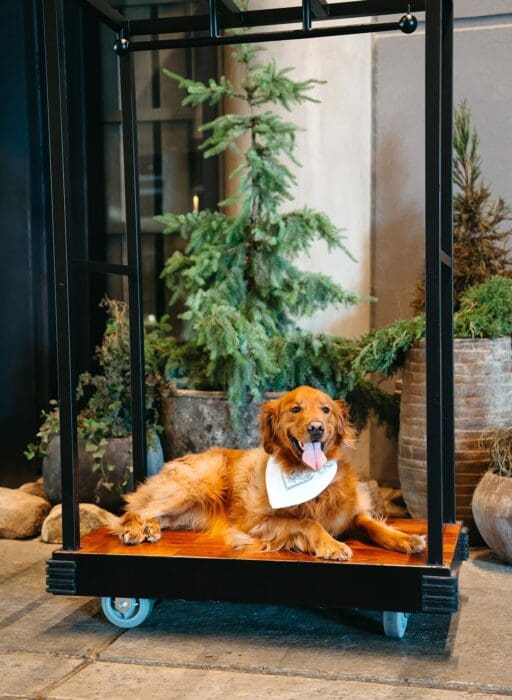 1 hotel mayfair dog friendly
