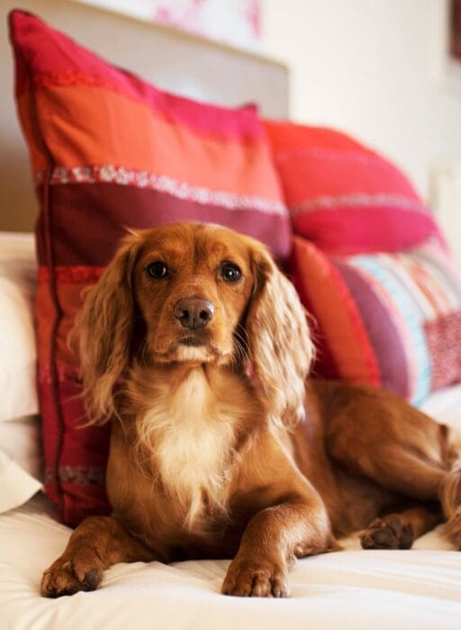 bedruthan hotel dog friendly