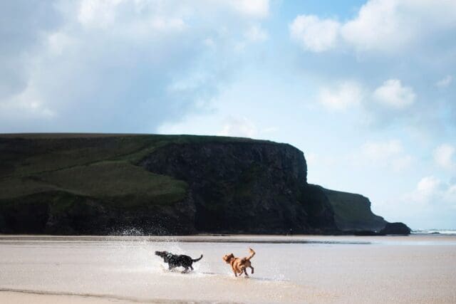 bedruthan hotel dog friendly