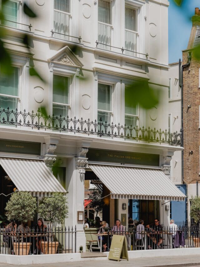 italian greyhound marylebone