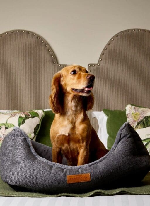 the montagu arms dog friendly