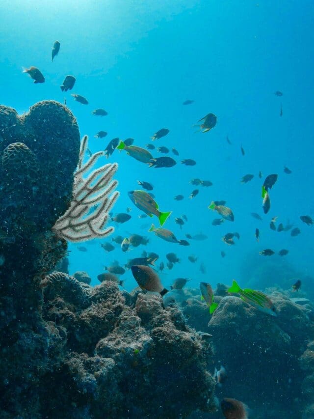 thanda isalnd coral regenerations