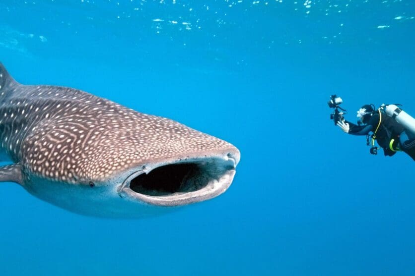 thanda island whale sharks