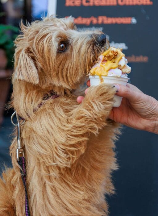Chelsea Dog Day