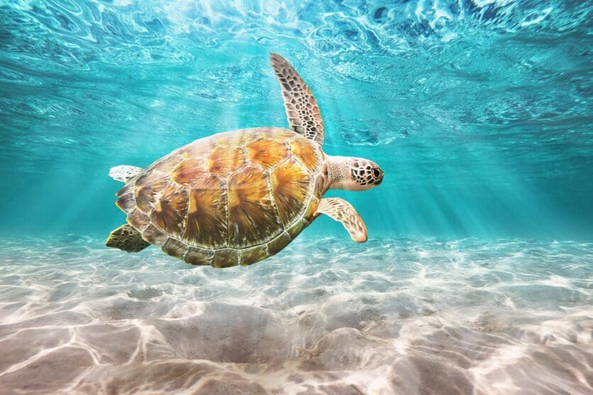 saadiyat island turtles