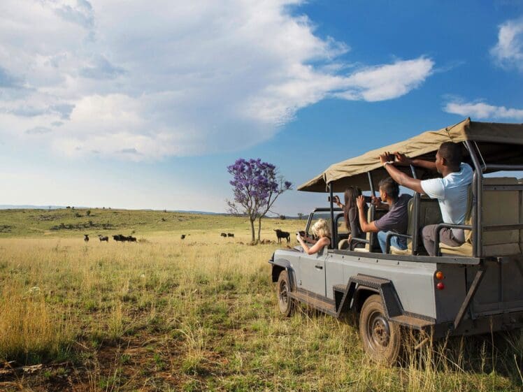 Safari