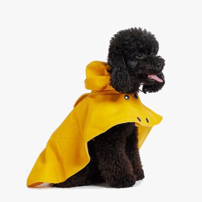 the painter's wife yellow cape