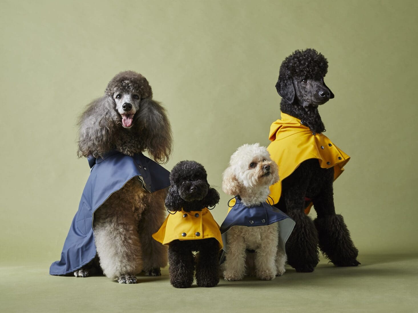 the painter's wife christmas gifts for pets