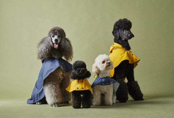 the painter's wife christmas gifts for pets