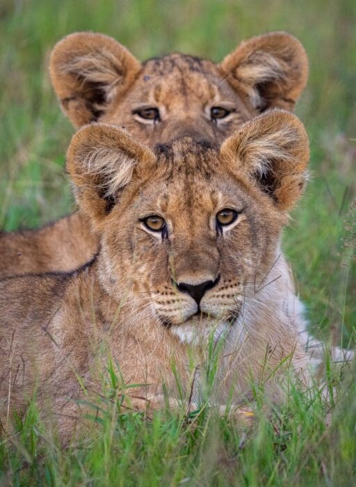 lepogo lodges south africa