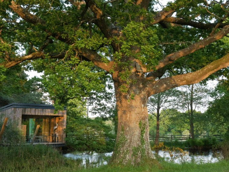 lime wood lake cabini