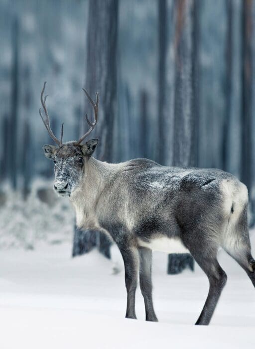finland