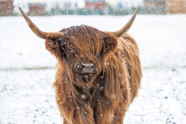 scottish highlands