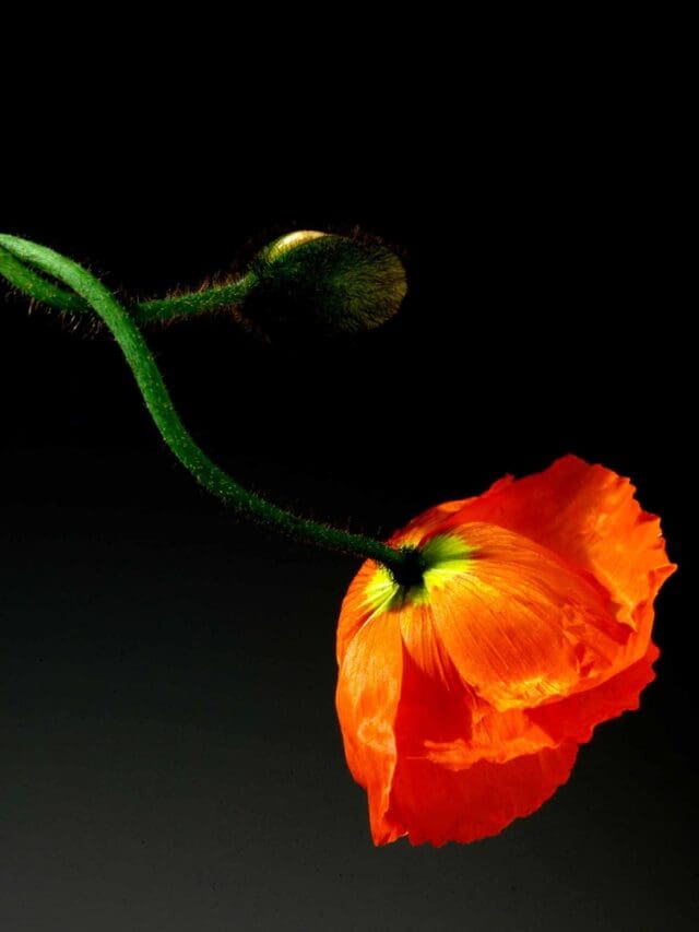 robert mapplethorpe poppy