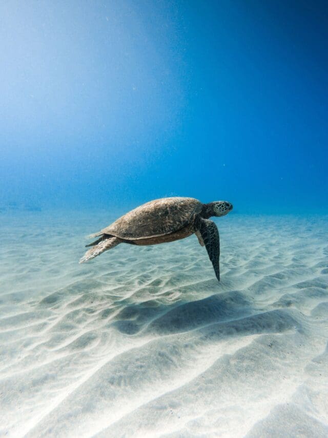 turtles cape verde
