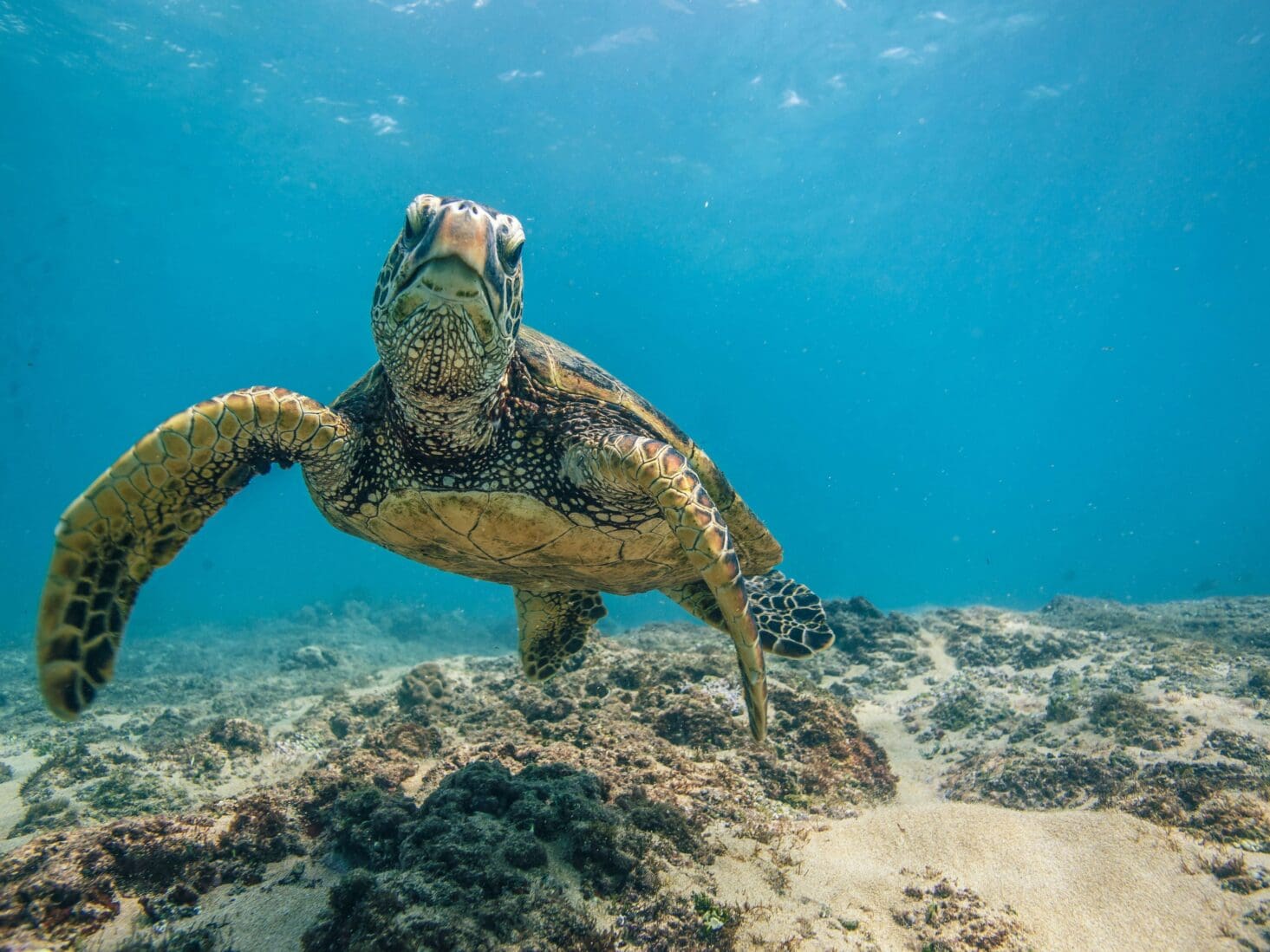 turtles Cape Verde