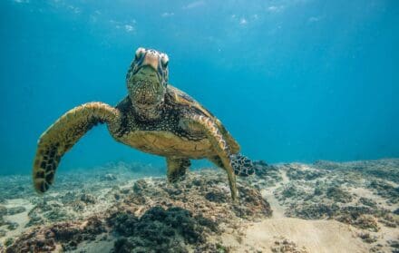 turtles Cape Verde