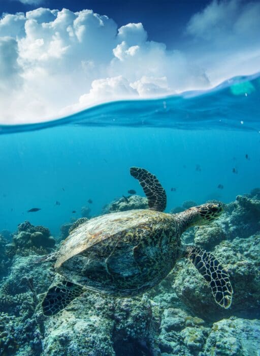 turtles cape verde