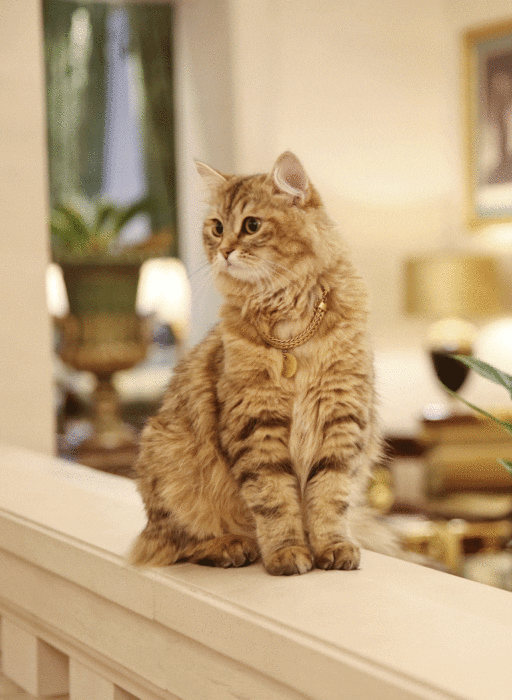 lilbet cat lanesborough