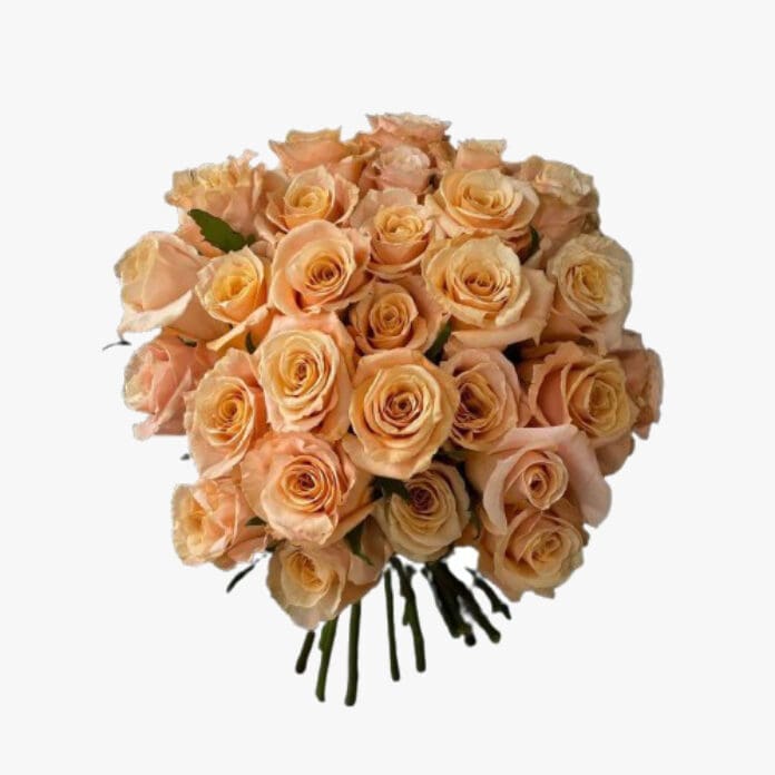 Wild At Heart Shimmer roses