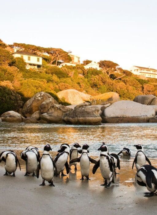 Cape Town penguins