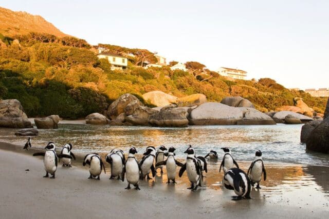 Cape Town penguins