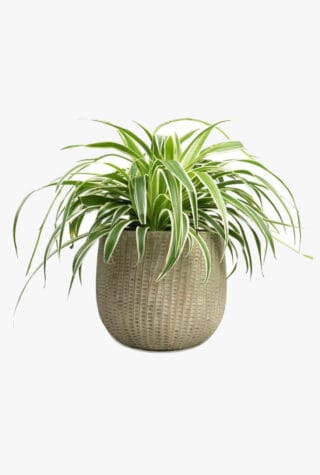 Flowers Box London spider plant 