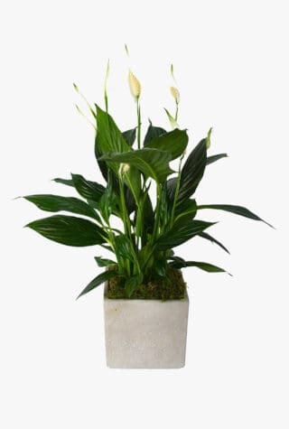 Flowers & Plants Co Peace Lily