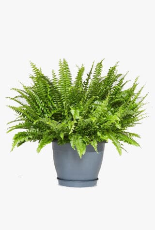 Patch Plants Bertie Boston fern