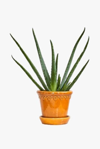 Patch Plants Franky Aloe Vera