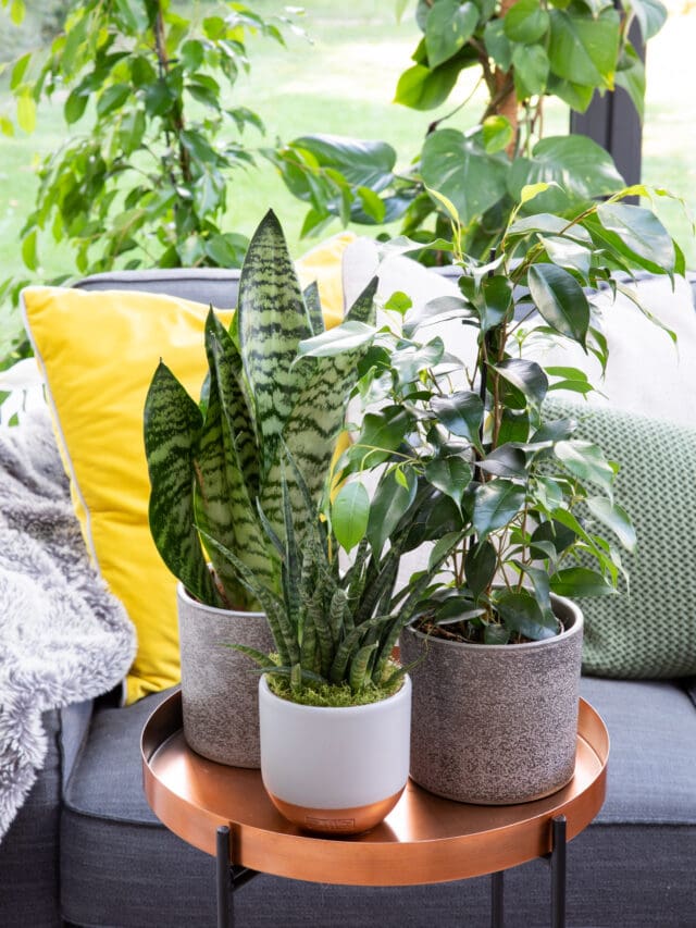 The Little Botanical