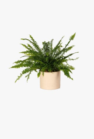 The Little Botanical Boston fern