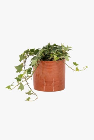 The Little Botanical Ivy