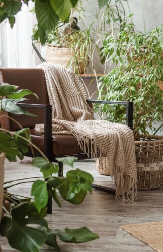 best houseplants