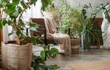 best houseplants
