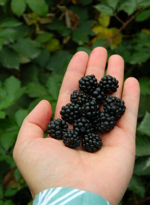 blackberries