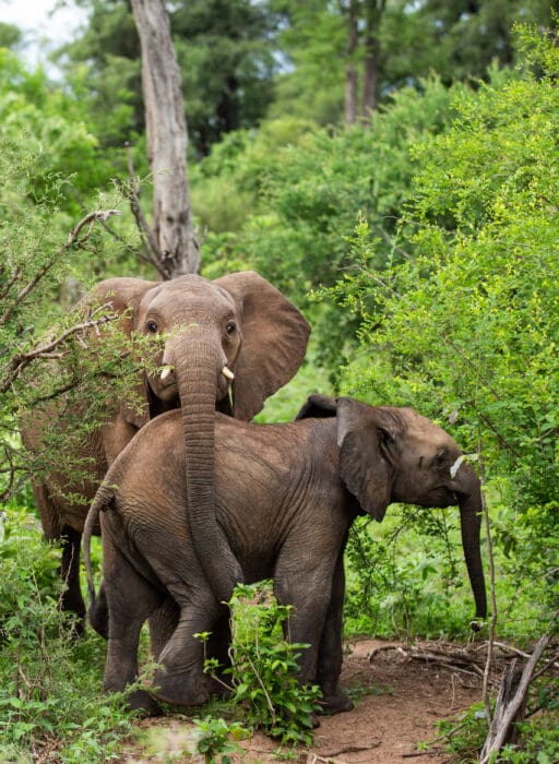 great plains elephants
