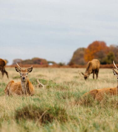 Richmond Park