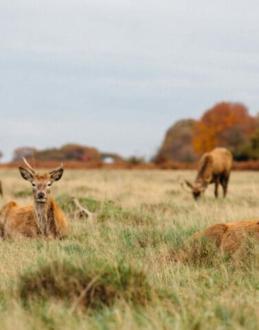 Richmond Park